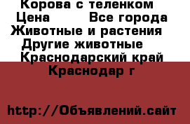 Корова с теленком › Цена ­ 69 - Все города Животные и растения » Другие животные   . Краснодарский край,Краснодар г.